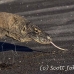 dragon_komodo_hsb_rinca_h_1076_kom2853.jpg